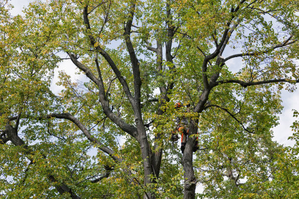 Best Fruit Tree Pruning  in USA